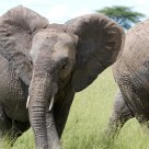 Elephants